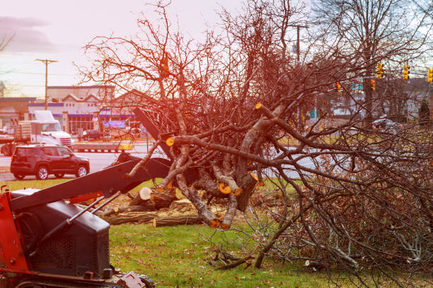 Best Tree Removal  in Jonestown, PA